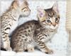 Adorable Savannah Kittens Ready for new homes