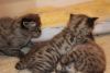 F1 male and female Savannah kittens ready to go