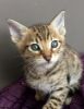 Stunning F4 Tica Registered Savannah Kittens