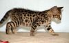 Cute Male and Female Savannah Kittens available