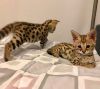 savannah kittens available for sale