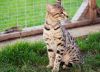 F1 Savannah kittens up for reservation