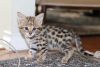 Savannah hybrid kitten