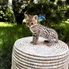 Savannah F1 kittens for sale