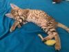 Savannah Kitten for sale