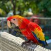 Male Scarlet Macaw Lovable Cuddly Extremely Smart