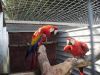 Bonded Silly pair of scarlet macaw parrots