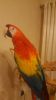 Scarlet Macaw parrots