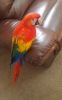 friendly 10mths old female Scarlet macaw