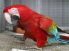 scarlett macaw parrots ready