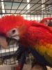well hand tamed scarlet Macaws DNA SEXED