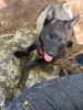 Gorgeous Purebred Schipperke Puppies For Sale in VA! Ready to go home!