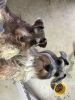 Two, 2 year old miniature schnauzer’s!