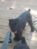 Giant schnauzers for sale