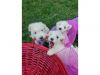 Schnoodle puppies