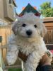 Schnoodle Puppies-9 weeks old