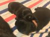 Beautiful Scottish Terrier Puppies For Sale