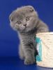NZSE Scottish Fold Kittens