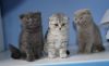 FDEWSD Scottish Fold Kittens