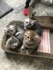 For sale Scottish kittens