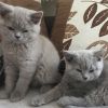 5 beautiful Scottish Fold kittens