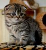 Cute Scottish fold kitty