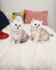 Cream White Scottish Folds Kittens a girl and a boy