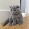 Short Hair Kittens and Scottish fold kitten For Sale