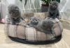 Scottish Fold Kittens for sale