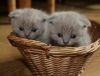 Pure Scottish Fold Kittens