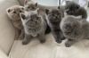 Scottish Fold Kittens for sale