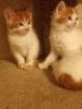 6 Scottish fold straight eared kittens