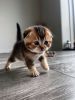 Scottish adorable kitties