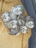 scottish kittens
