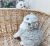Scottish fold kitten available now