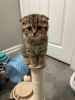 Scottish Fold Golden Female Kitten for Adoption