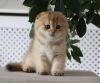 Scottish Fold kittens for sale