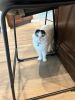 Male Scottish Fold Cat for sale