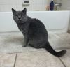 Loving and Affectionate Scottish Shorthair Needs a New Home