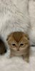 Kittens Scottish gold chinchilla