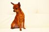 Russian Toy Terrier