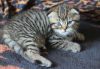 Wonderful Scottish Fold kittens for your family
