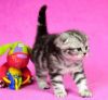 heartening Scottish Fold Kittens