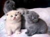 Unusual Black Scottish Fold Kittens Kitten