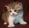 beautiful and affectionate Scottish fold kittens