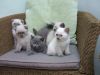 Scottish fold Kittens Available