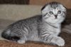 Gorgeous Scottish Fold Kittens,