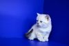 male and female scottish fold now available