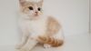 pure bred Scottish Fold Kittens for adoption
