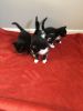 Beautiful Scottish Fold Kittens